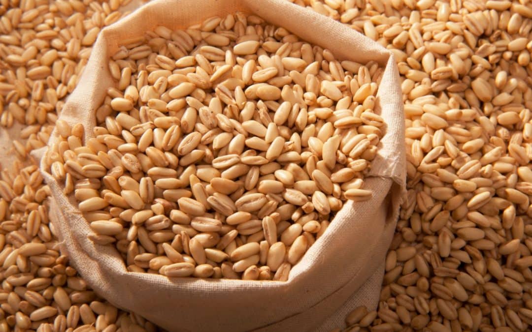 Barley for kidney stones